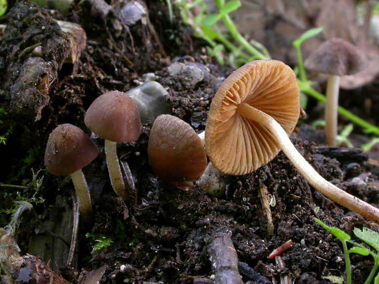 Enderles Samthäubchen (7Fotos)