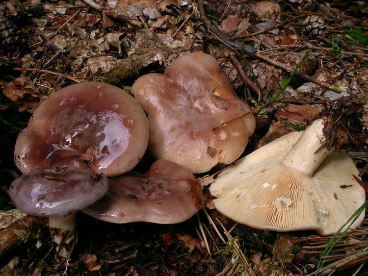 Lactarius utilis (???) zum Jahreswechsel