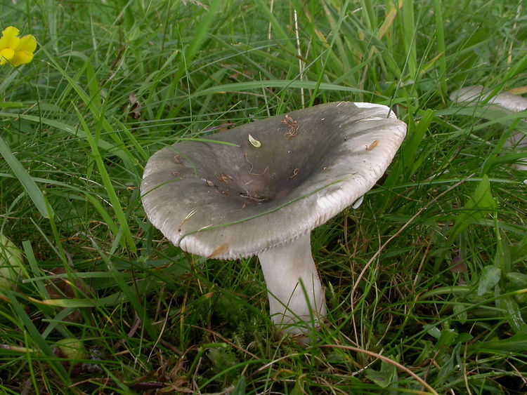 Sommertäublinge (Griseinae)