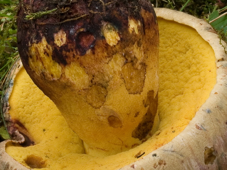 Boletus torosus und fechtneri