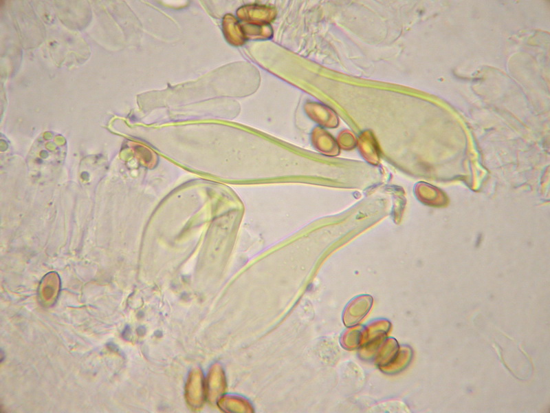 Inocybe amethystina und pusio