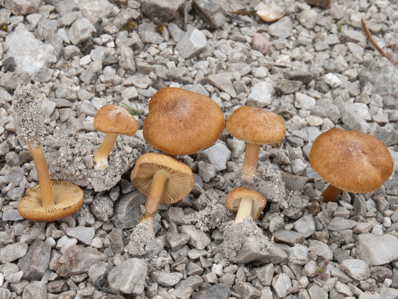 Inocybe inodora und I.