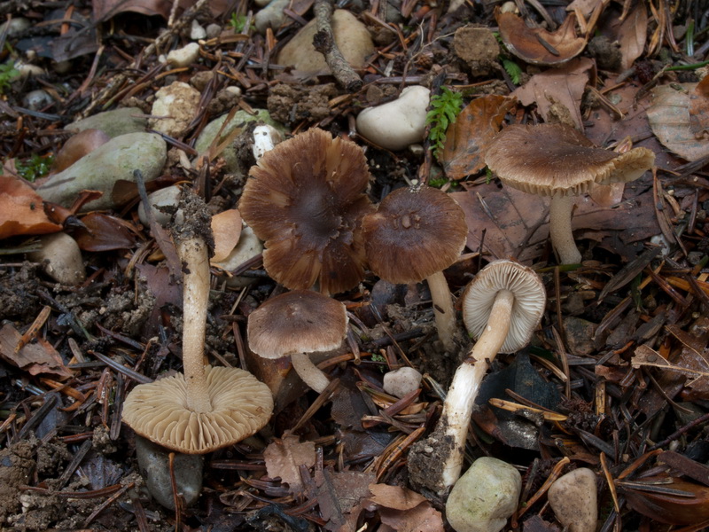 Inocybe fuscidula u.a.