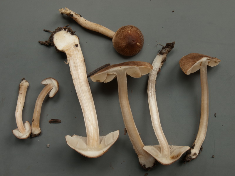 Inocybe fuscidula u.a.