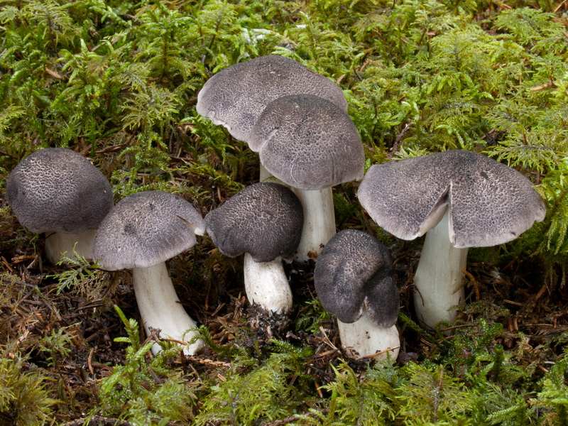 Tricholoma atrosquamosum