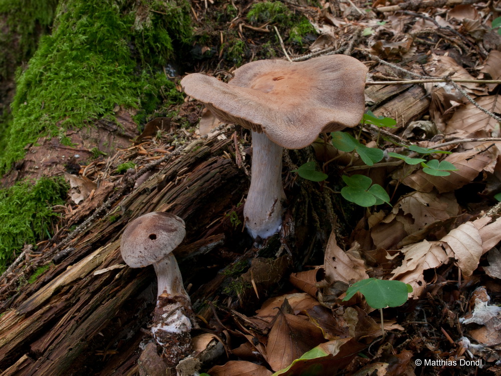 Cortinarius violaceocinereus/simulatus