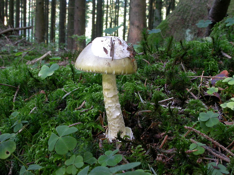 Amanita phalloides Bild 1