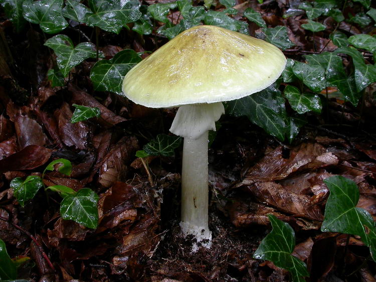 Amanita phalloides Bild 6