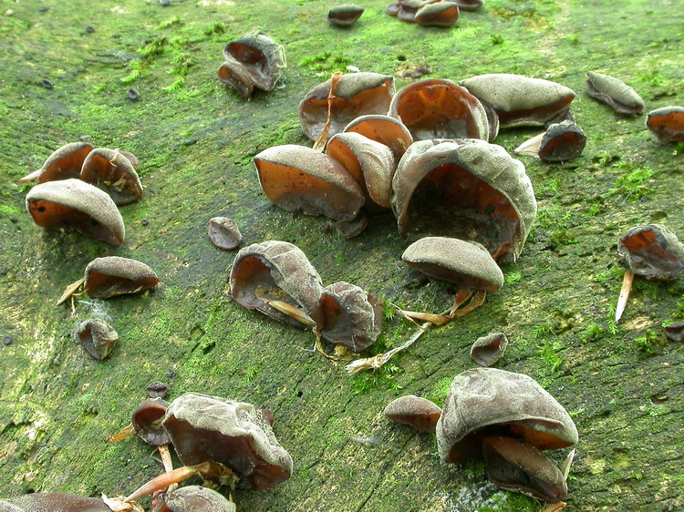 Auricularia auriculajudae Bild 5