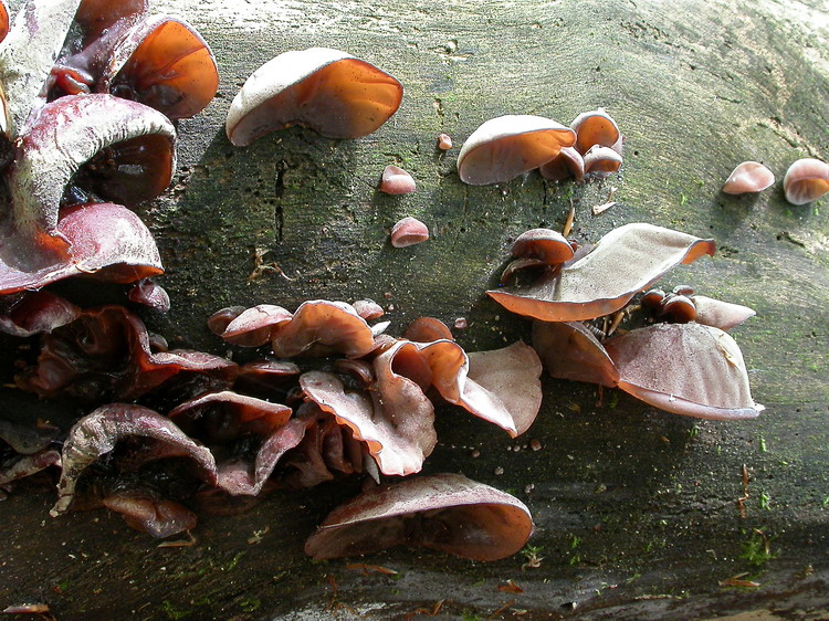 Auricularia auriculajudae Bild 6