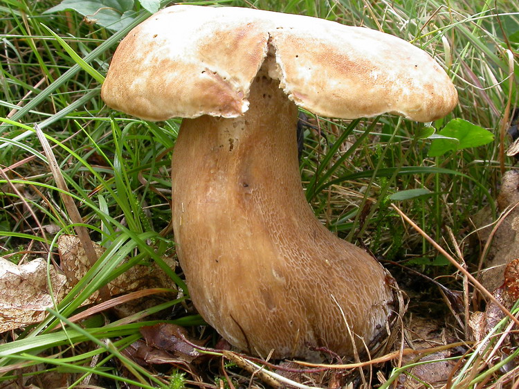 Boletus aestivalis Bild 2