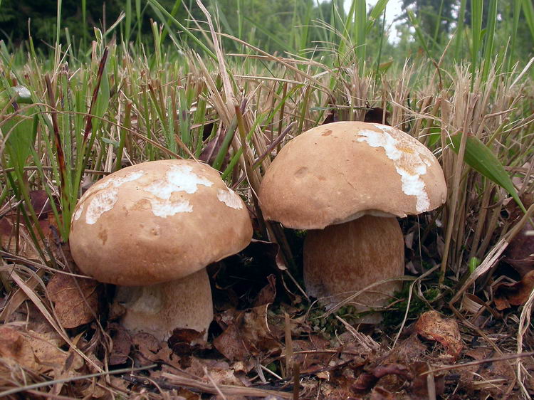 Boletus aestivalis Bild 6