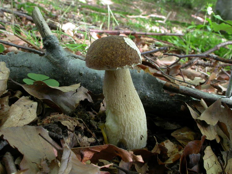 Boletus aestivalis Bild 7