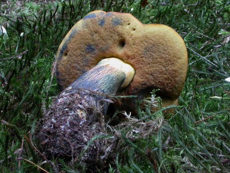 Boletus erythropus Bild 2