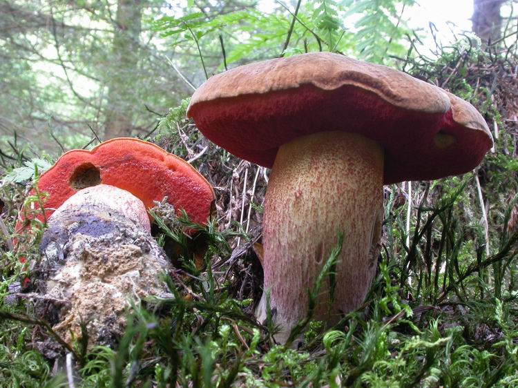 Boletus erythropus Bild 7