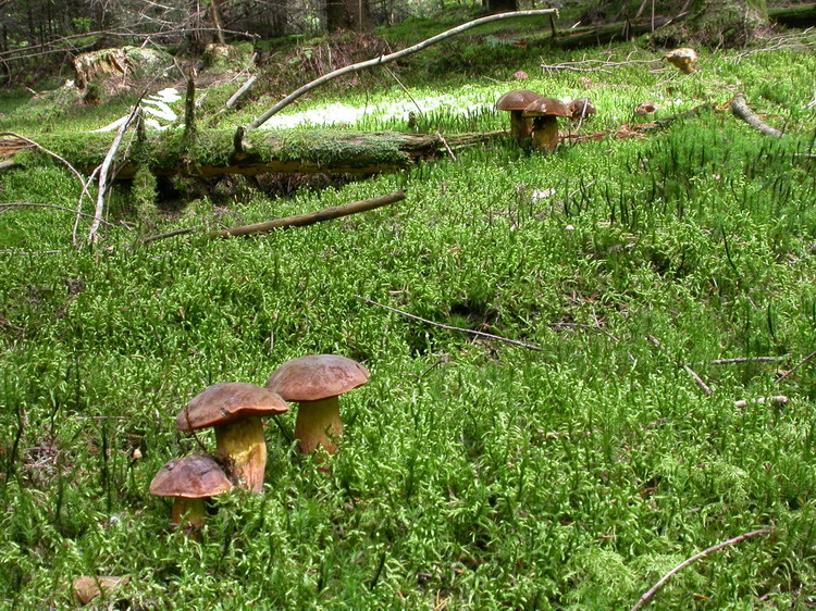 Boletus erythropus Bild 9