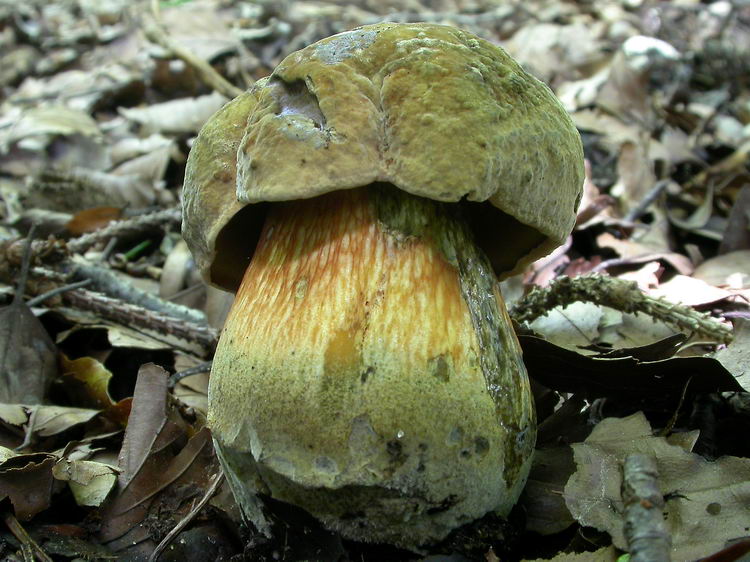 Boletus luridus Bild 1