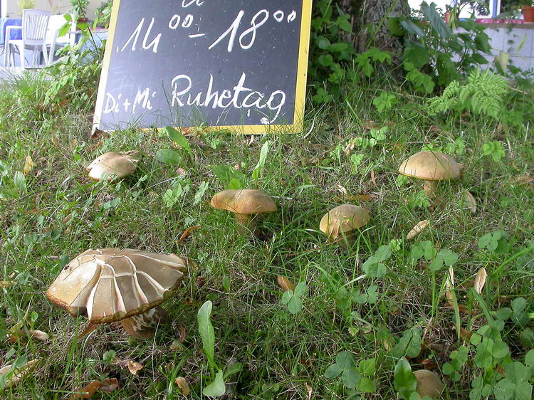 Boletus luridus Bild 2