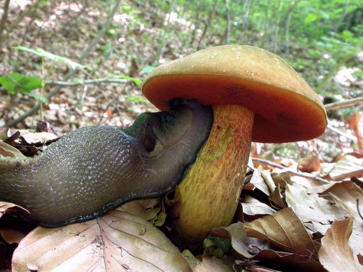 Boletus luridus Bild 1