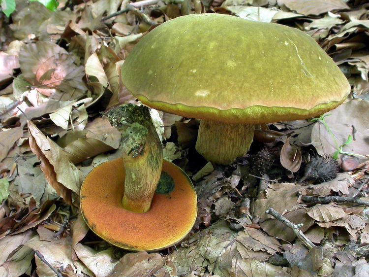 Boletus luridus Bild 4