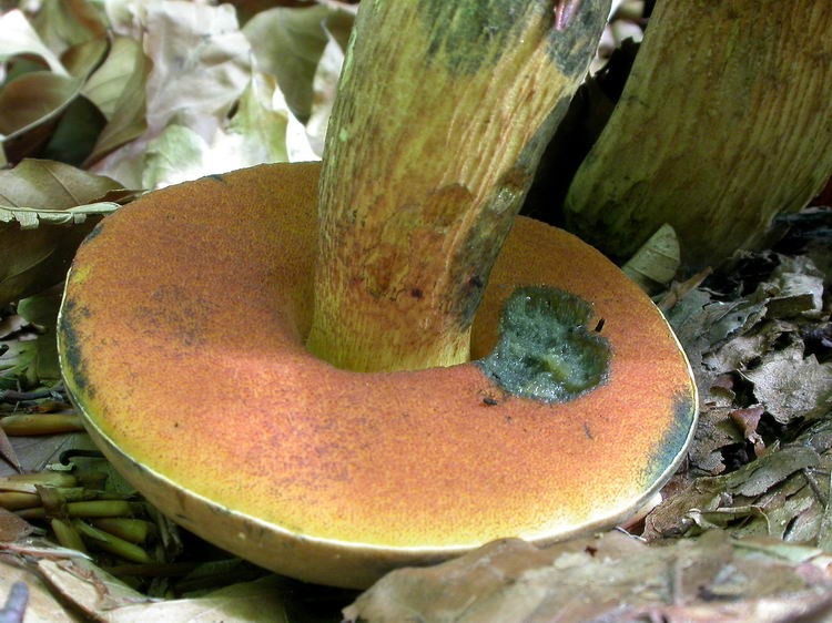 Boletus luridus Bild 5