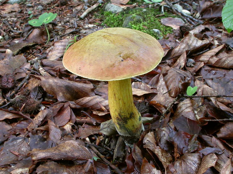Boletus luridus Bild 6