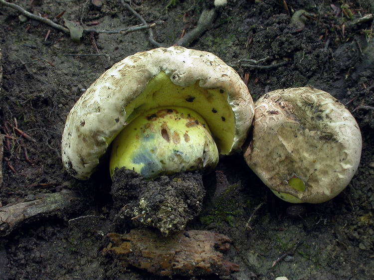 Boletus radicans Bild 4