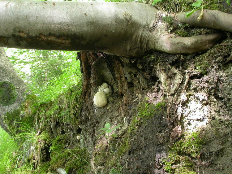 Boletus radicans Bild 5