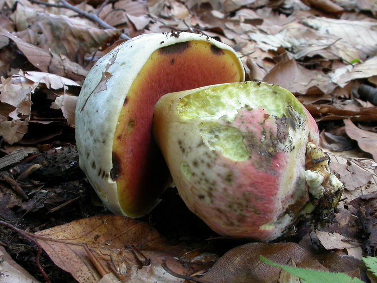 Boletus satanas Bild 4