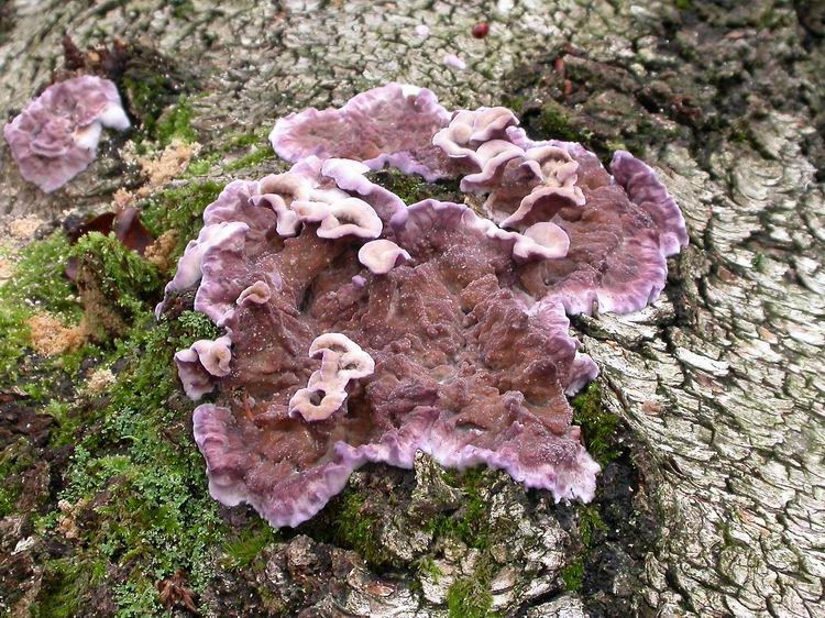 Chondrostereum purpureum Bild 1