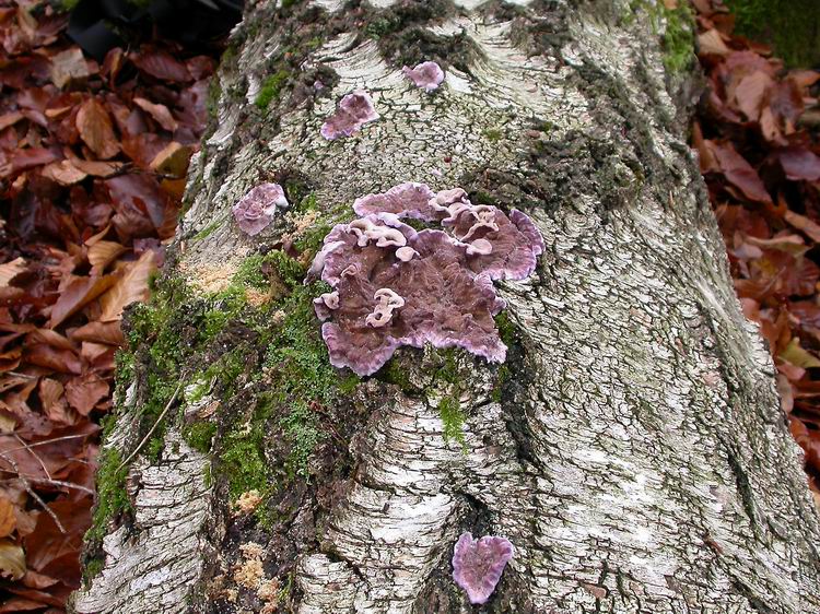 Chondrostereum purpureum Bild 2