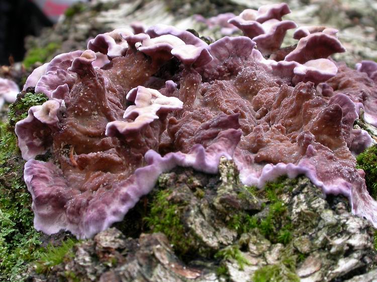 Chondrostereum purpureum Bild 3