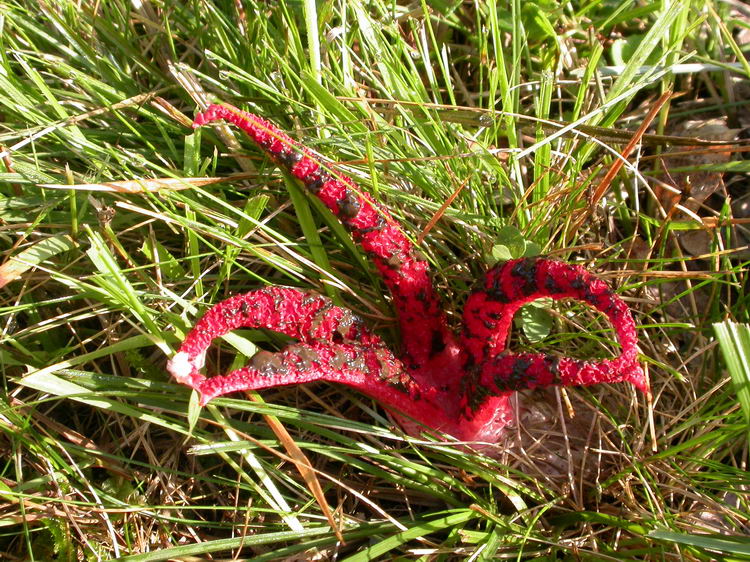 Clathrus archeri Bild 2