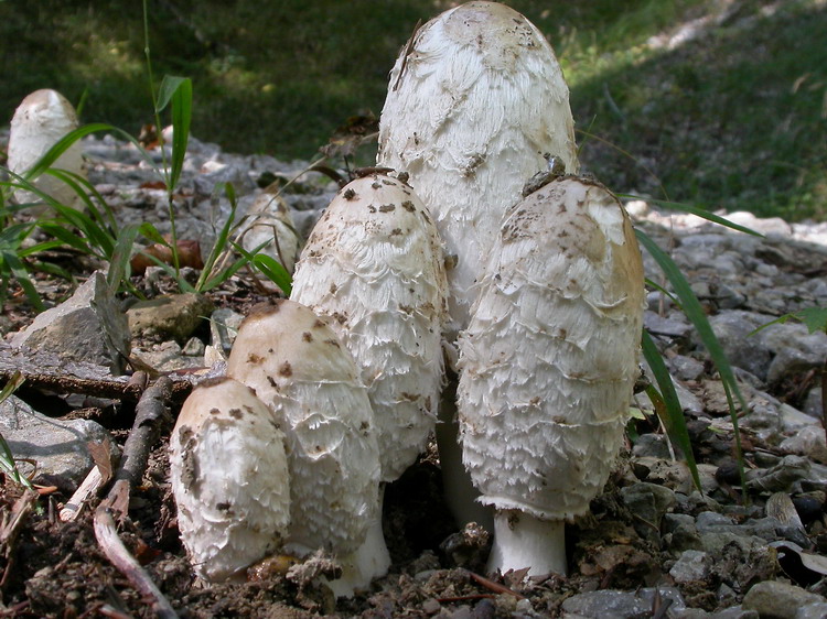 Coprinus comatus Bild 2