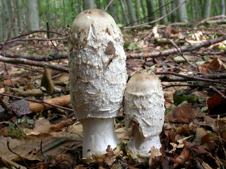 Coprinus comatus Bild 3