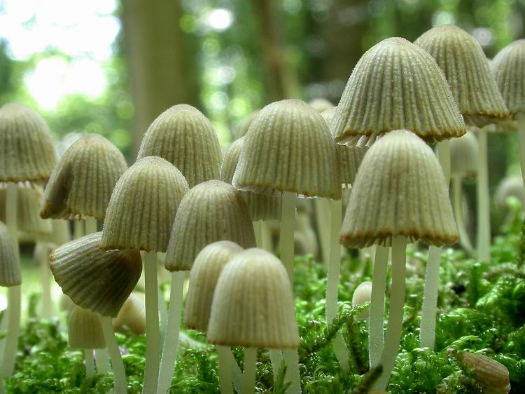 Coprinus disseminatus Bild 6