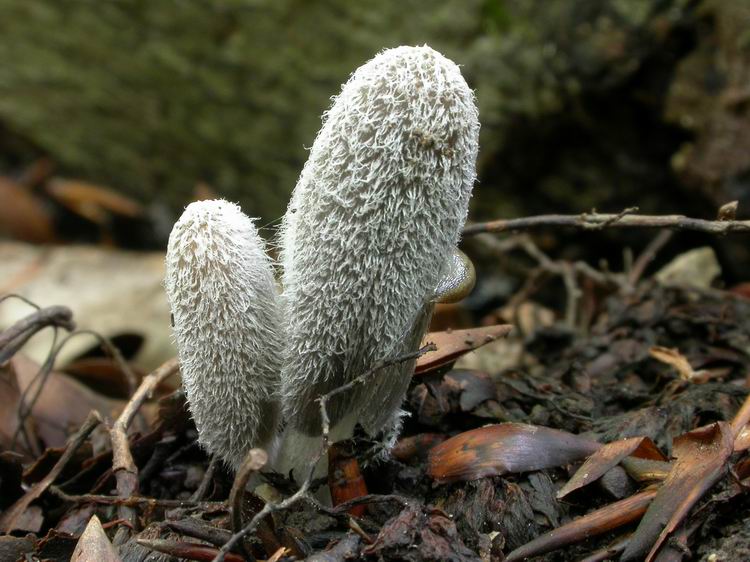 Coprinus lagopus Bild 2