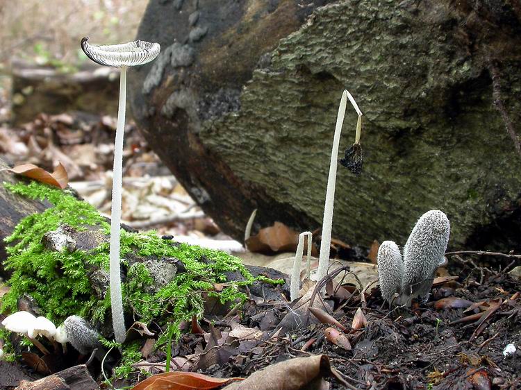 Coprinus lagopus Bild 3