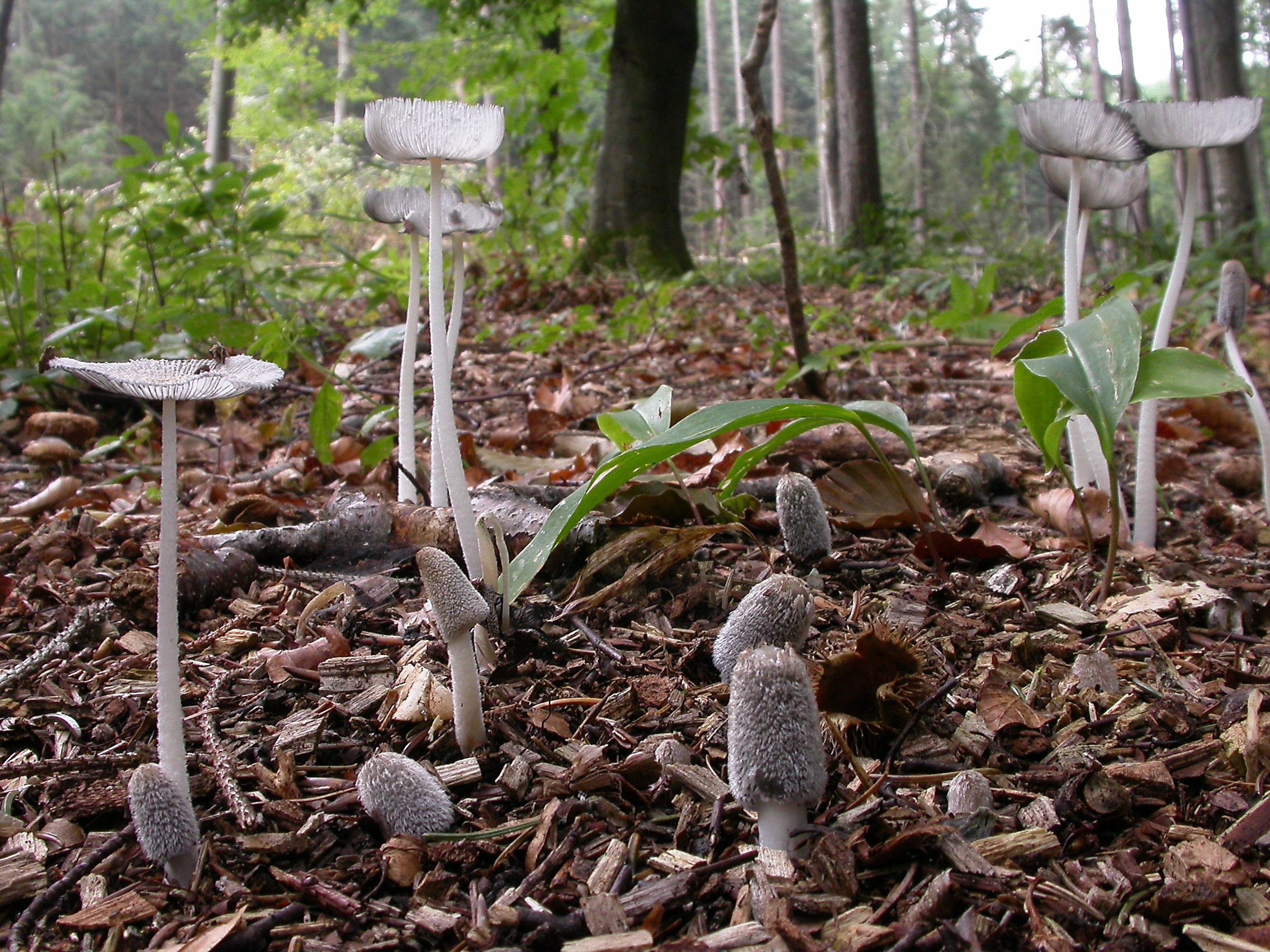 Coprinus lagopus Bild 9