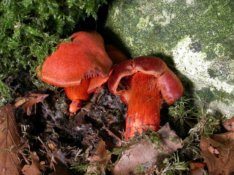 Cortinarius cinnabarinus Bild 1