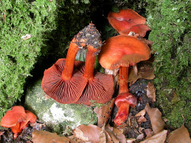 cortinarius cinnabarinus Bild 3