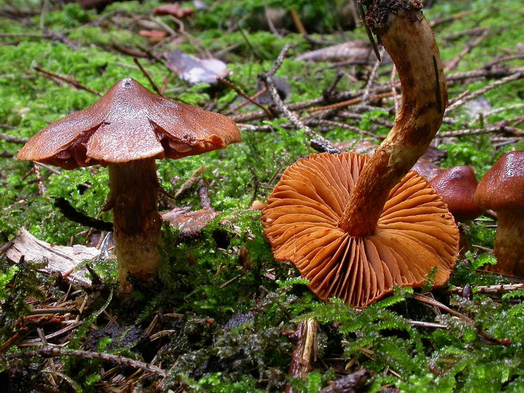 Cortinarius rubellus Cooke Bild 1