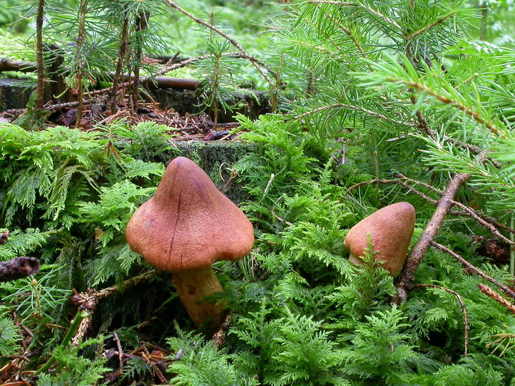 cortinarius rubellus Bild 3