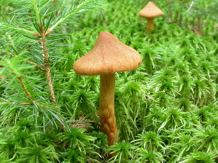Cortinarius rubellus Cooke Bild 6