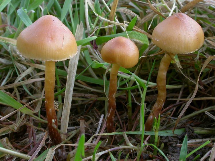 Galerina stylifera