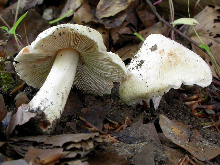 inocybe erubescens Bild 5