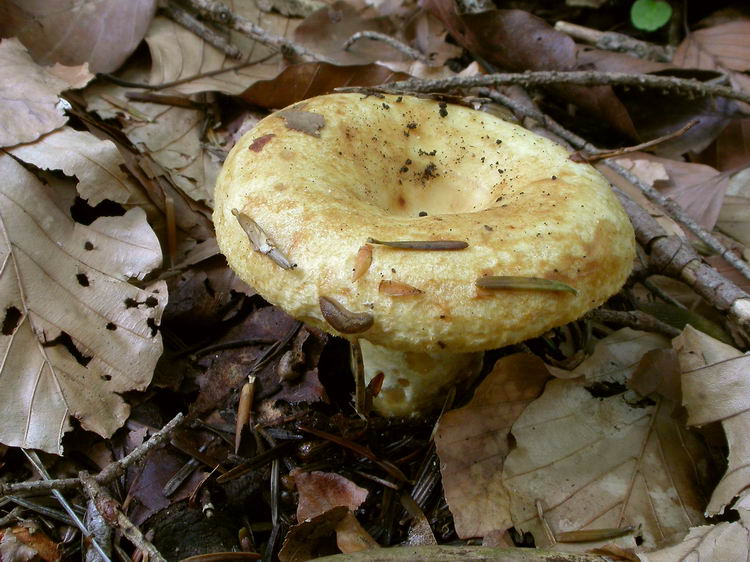lactarius scrobiculatus Bild 4