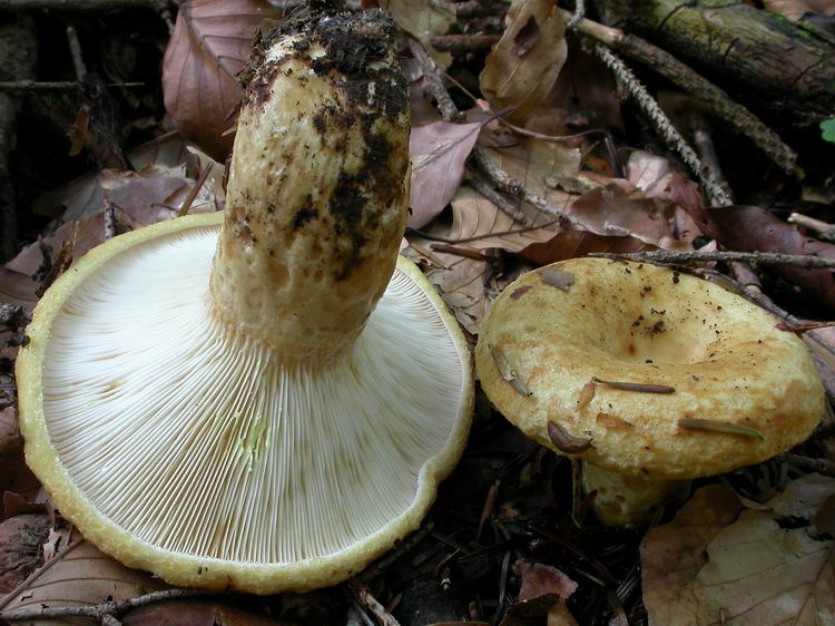 lactarius scrobiculatus Bild 5