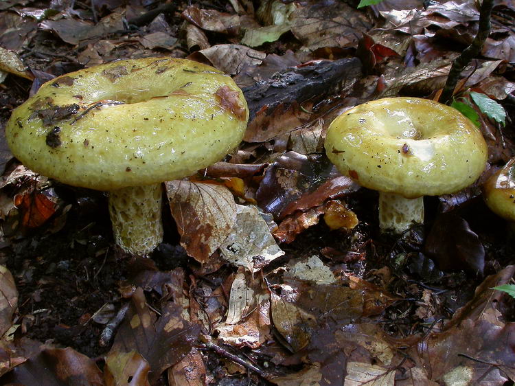 lactarius scrobiculatus Bild 6