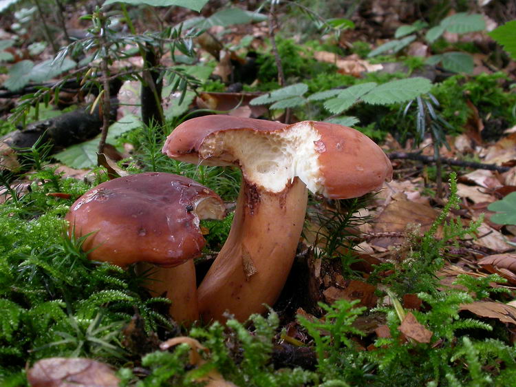 Lactarius volemus Bild 5